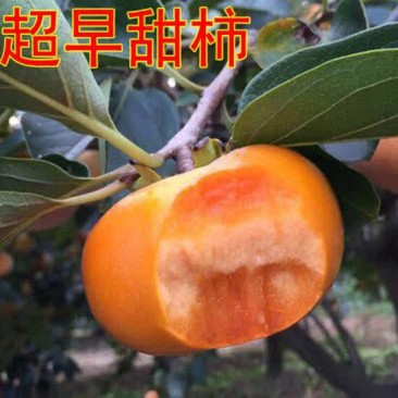 超早甜柿苗嫁接柿子树苗818脆甜柿子苗现挖现发