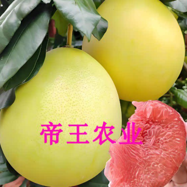 柚子树红心蜜柚苗红肉蜜柚树苗保湿根部现挖苗发货