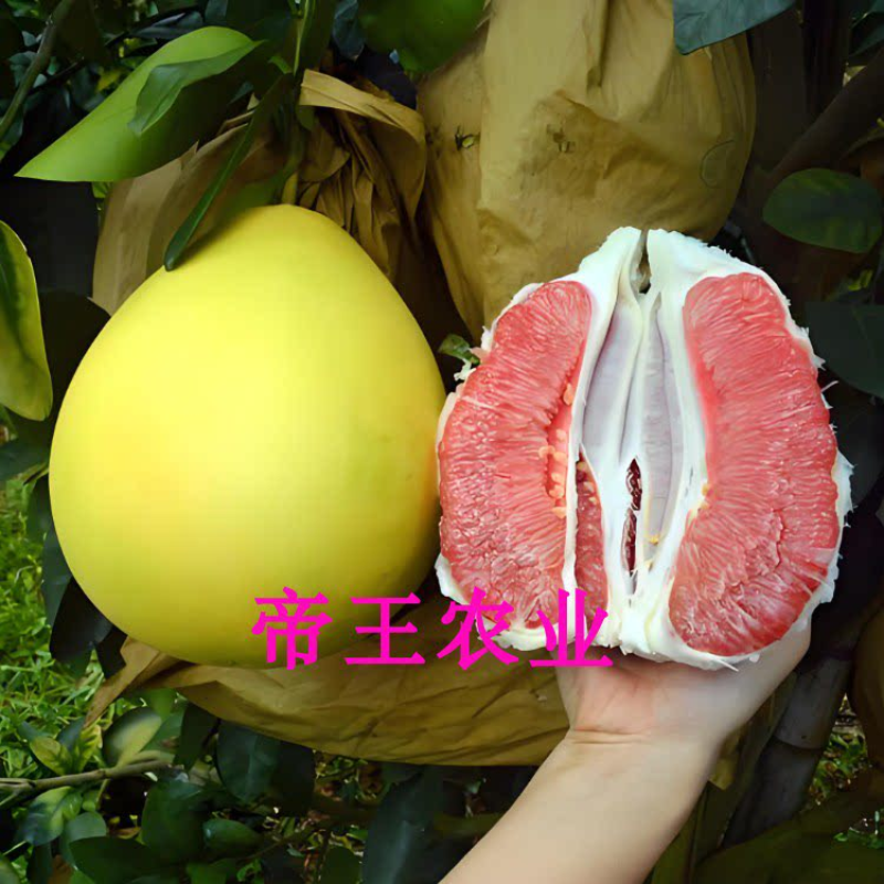 柚子树红心蜜柚苗红肉蜜柚树苗保湿根部现挖苗发货