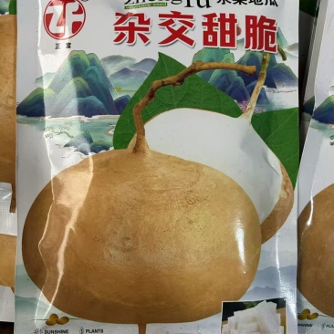 杂交甜脆水果地瓜种子凉薯种子高产早熟小叶细藤皮薄凉薯种籽