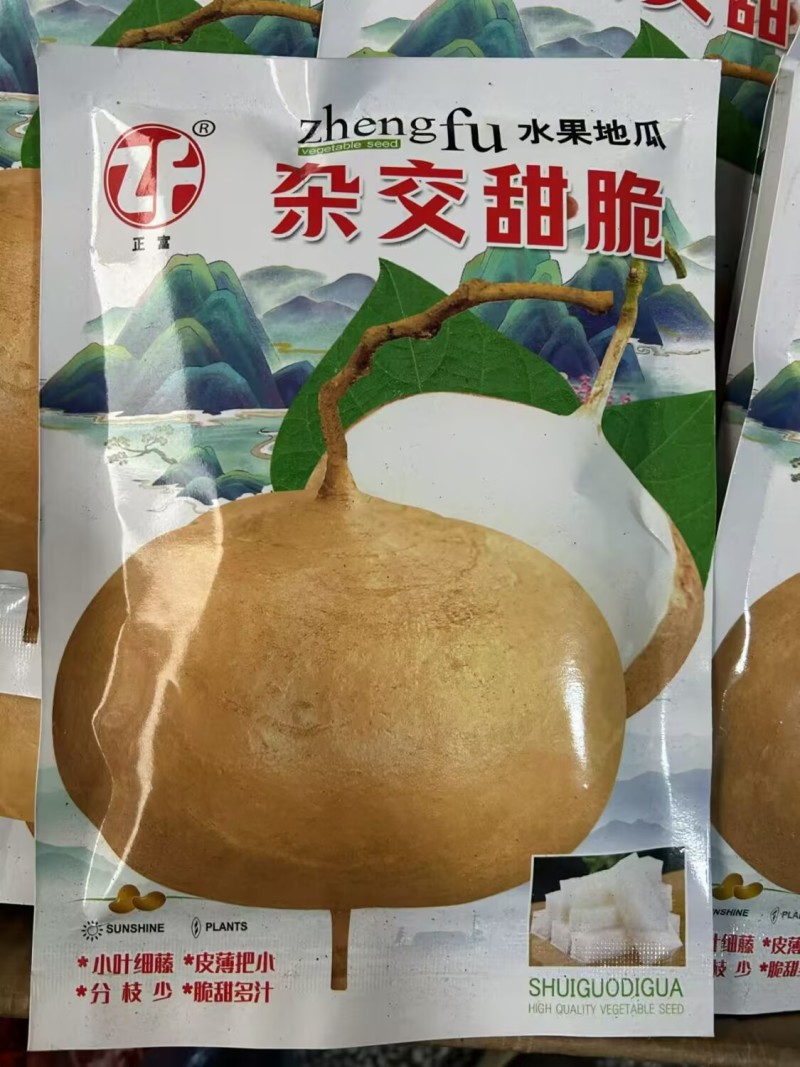杂交甜脆水果地瓜种子凉薯种子高产早熟小叶细藤皮薄凉薯种籽