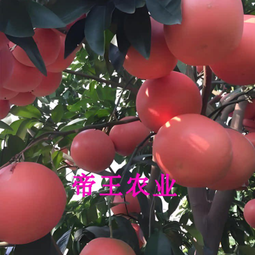 红宝石葡萄柚苗西柚树苗红西柚苗现挖发货