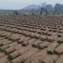 百慕大混播草卷产地直供质量保证一手货源价格合理全国发货