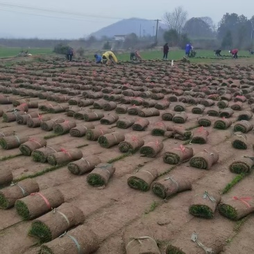 百慕大混播草卷产地直供质量保证一手货源价格合理全国发货