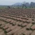 百慕大混播草卷产地直供质量保证一手货源价格合理全国发货