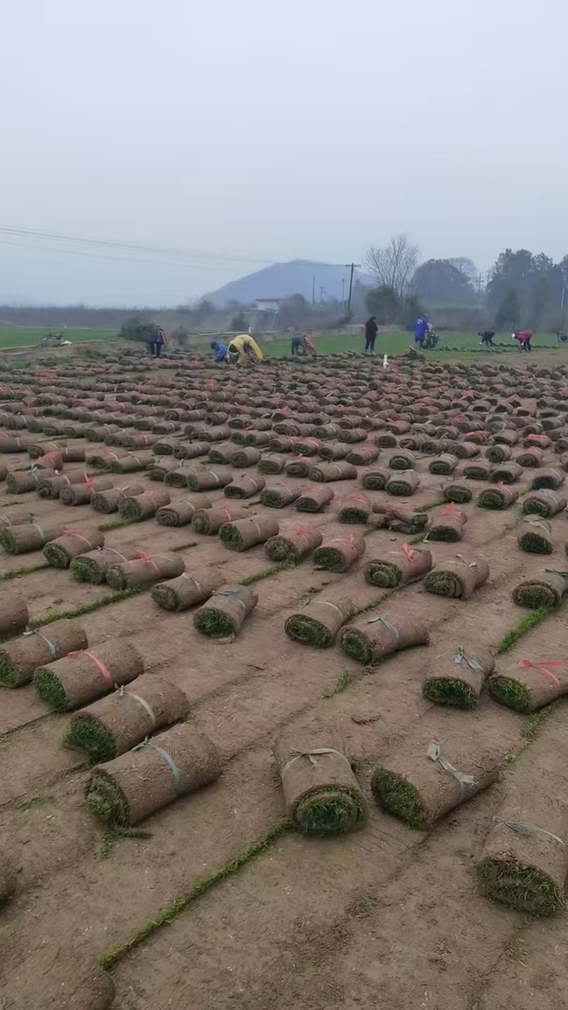 百慕大混播草卷产地直供质量保证一手货源价格合理全国发货
