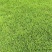 百慕大混播草卷产地直供质量保证一手货源价格合理全国发货