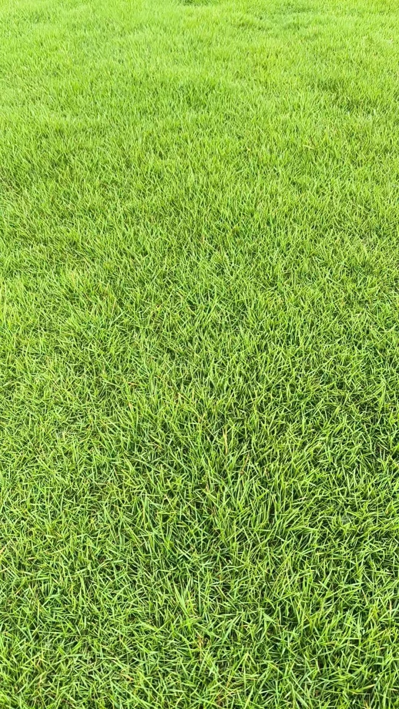 百慕大混播草卷产地直供质量保证一手货源价格合理全国发货