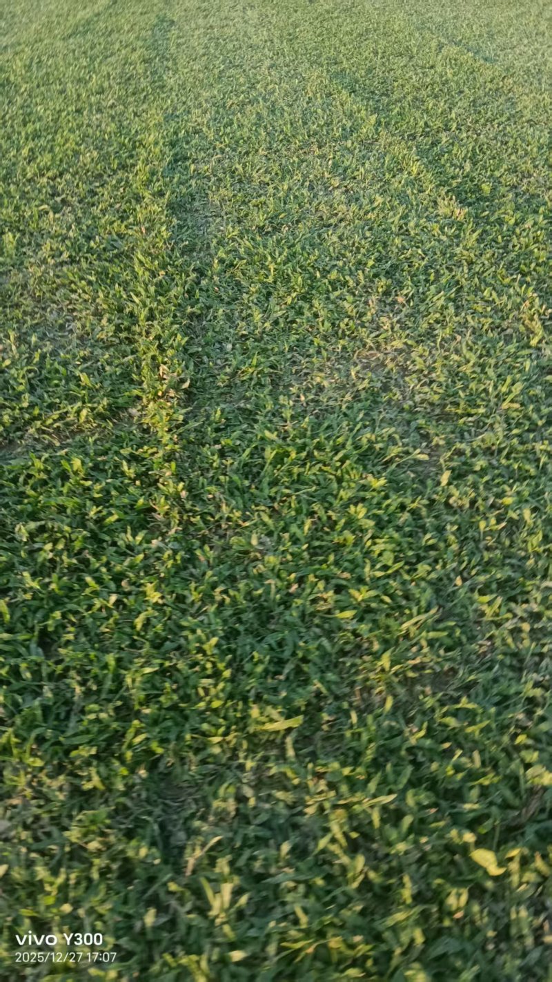 大叶油草坪质优价廉大量有货，欢迎全国各地老板选购