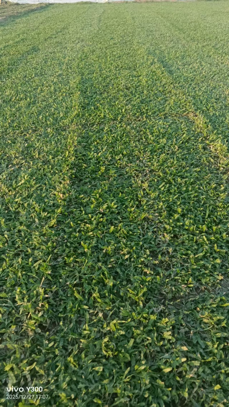 大叶油草坪质优价廉大量有货，欢迎全国各地老板选购