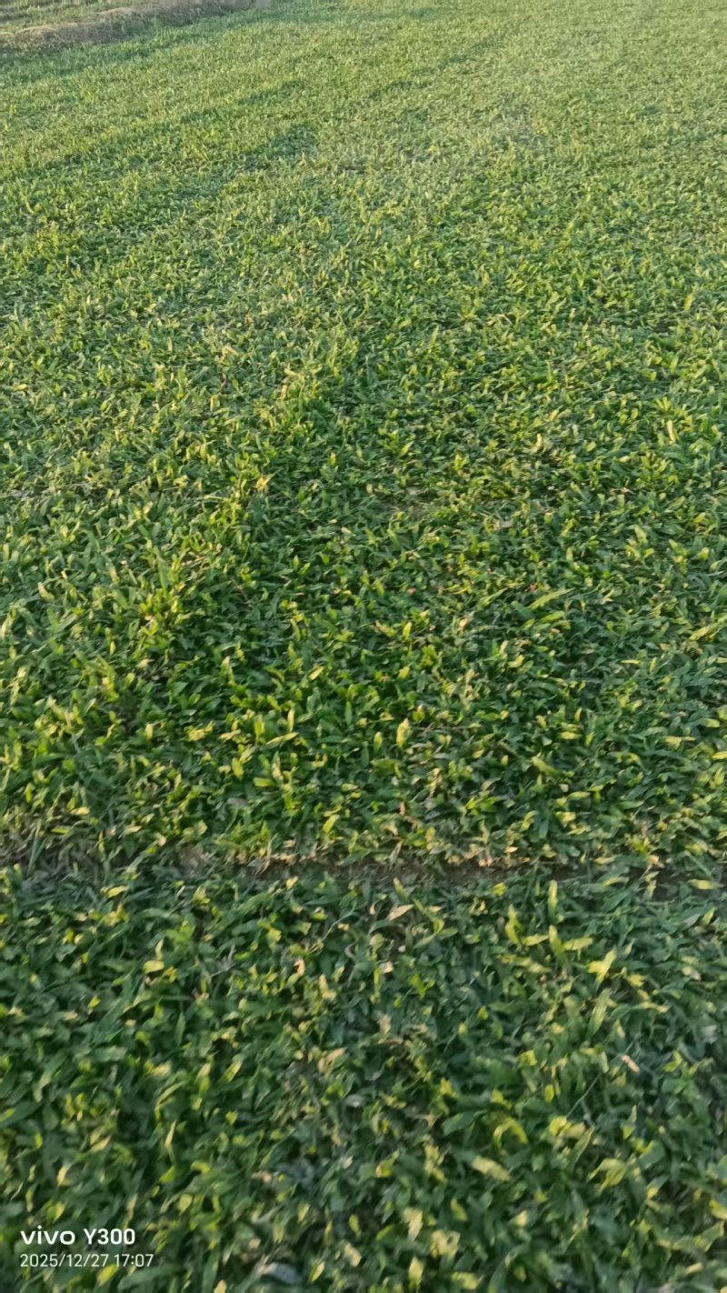 大叶油草坪质优价廉大量有货，欢迎全国各地老板选购