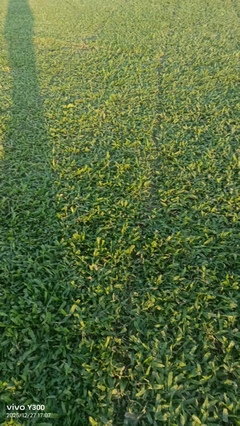 大叶油草坪质优价廉大量有货，欢迎全国各地老板选购