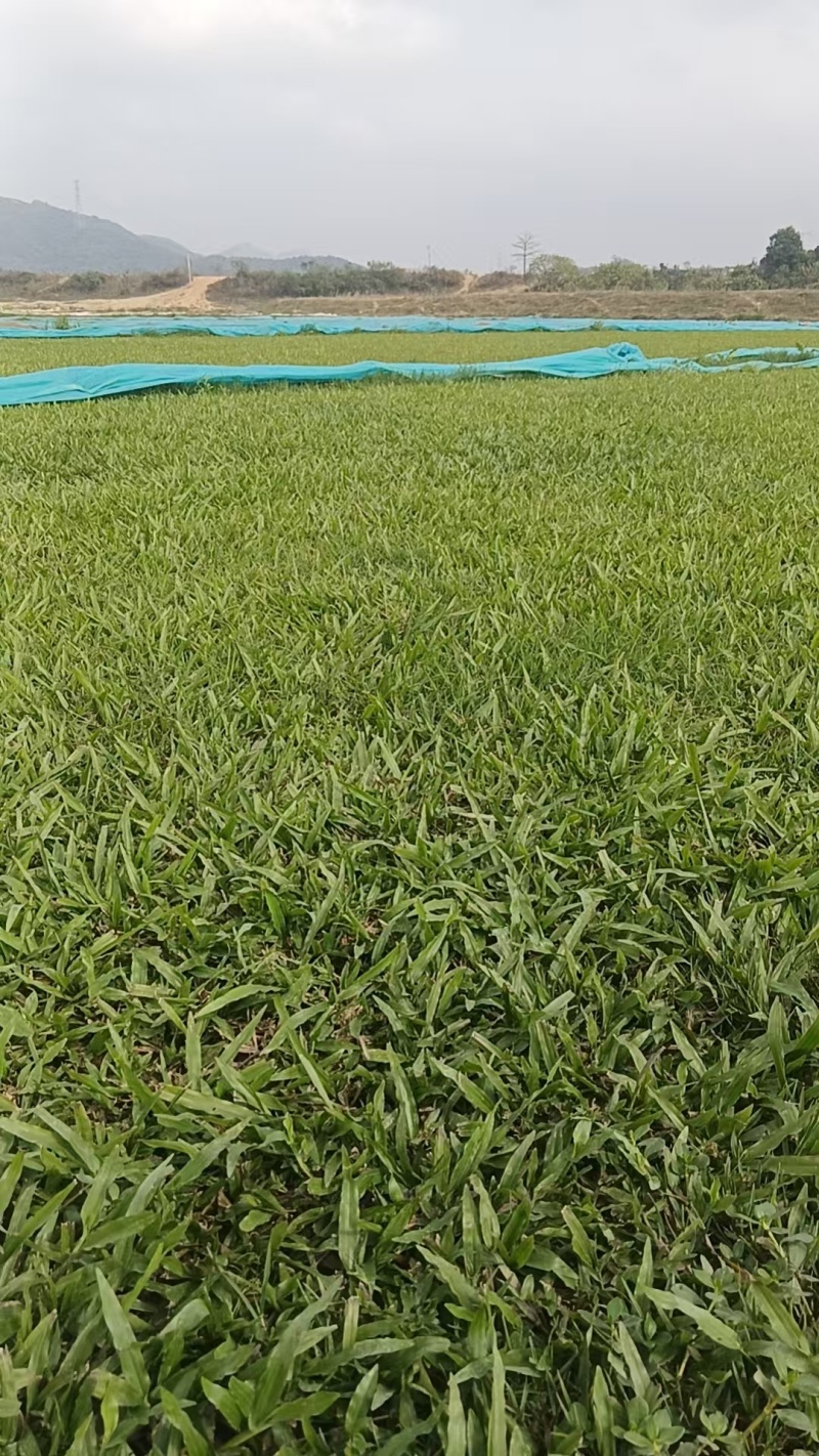 大叶油草坪质优价廉大量有货，欢迎全国各地老板选购