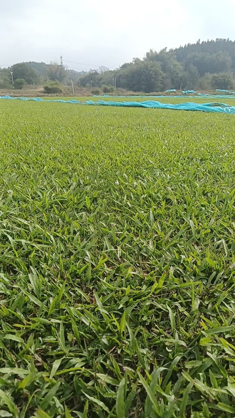 大叶油草坪质优价廉大量有货，欢迎全国各地老板选购