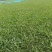 大叶油草坪质优价廉大量有货，欢迎全国各地老板选购