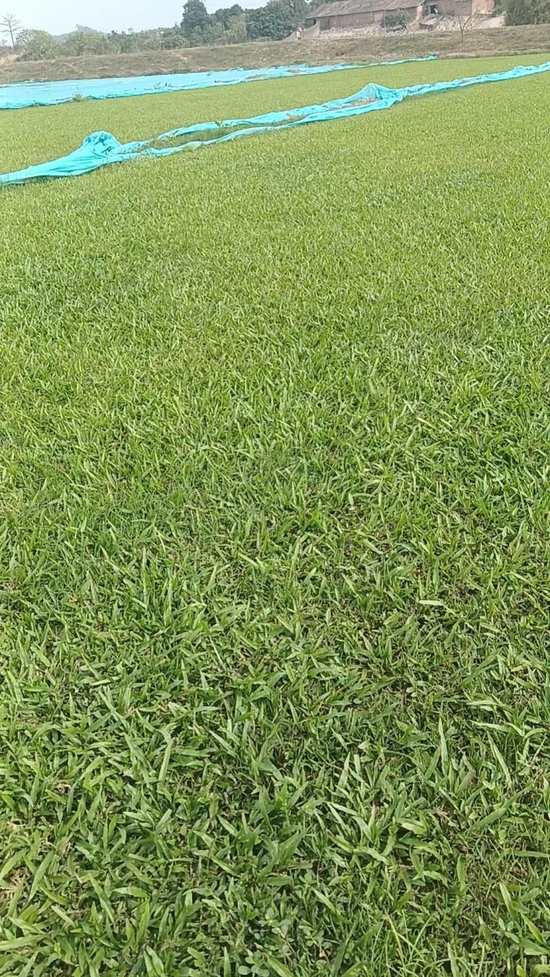 大叶油草坪质优价廉大量有货，欢迎全国各地老板选购
