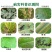 40%10%苯醚甲环唑苹果黑星病梨树锈病白粉病褐斑叶斑病