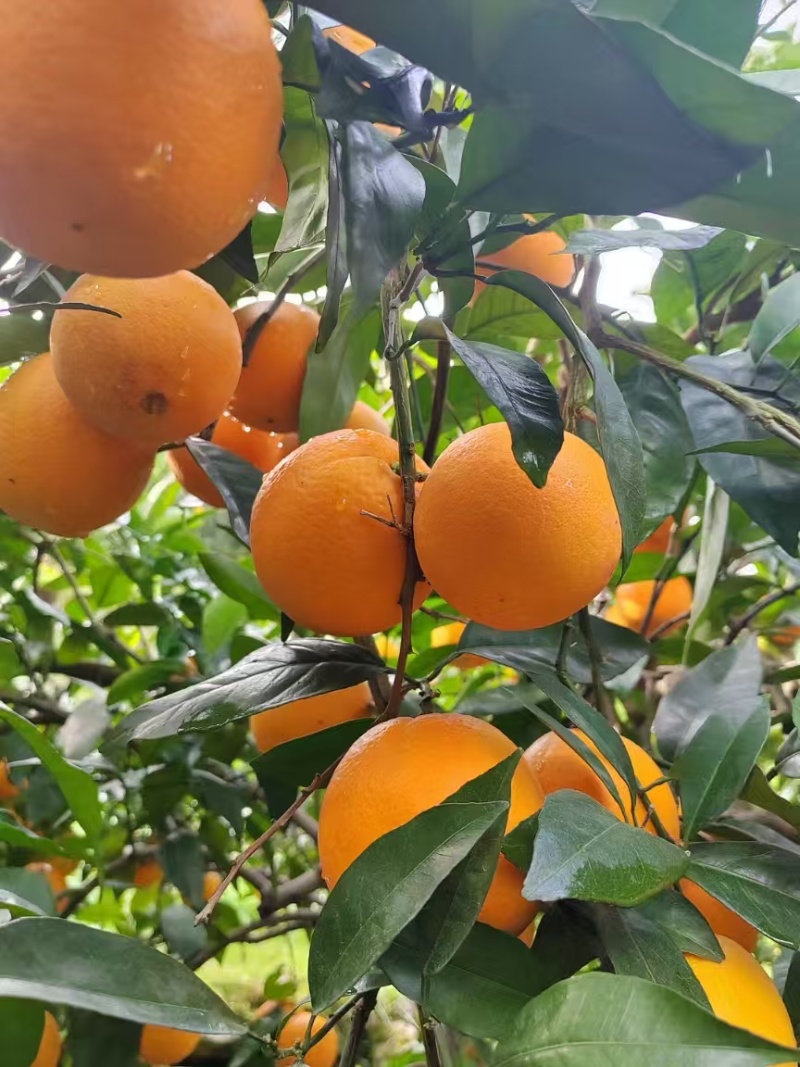 【精选】奉节脐橙产地直发个大皮薄现摘现发对接全国