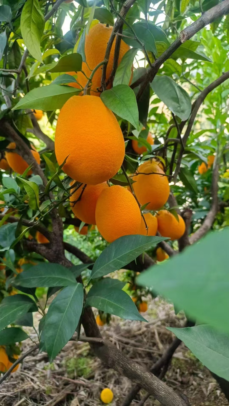 【精选】奉节脐橙产地直发个大皮薄现摘现发对接全国