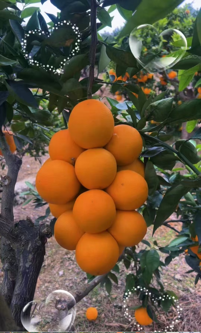 【精选】奉节脐橙产地直发个大皮薄现摘现发对接全国