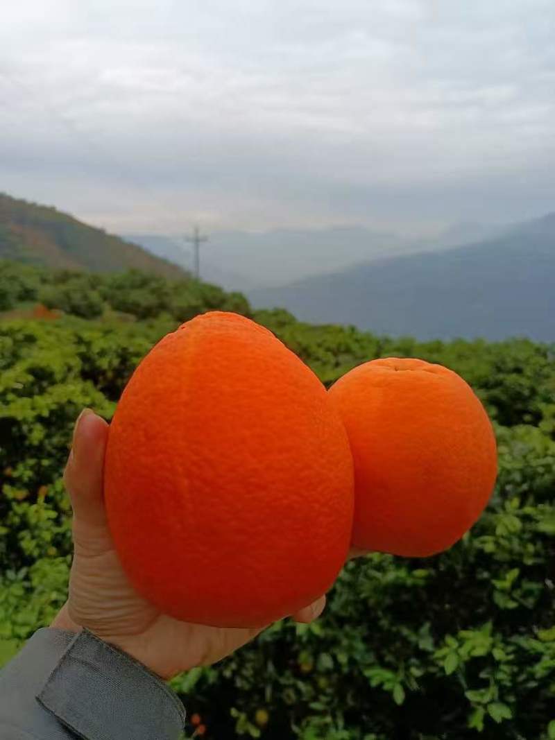【精选】奉节脐橙产地直发个大皮薄现摘现发对接全国