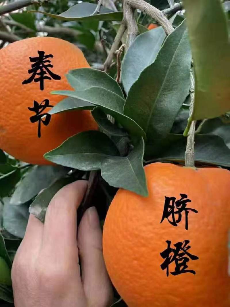 【精选】奉节脐橙产地直发个大皮薄现摘现发对接全国