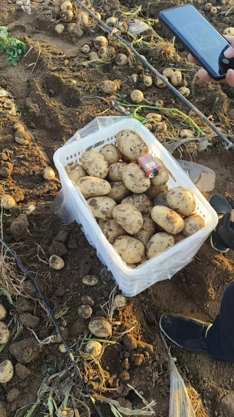 土豆【精品沃土土豆】产地直供/对接批发采购/欢迎电话来电