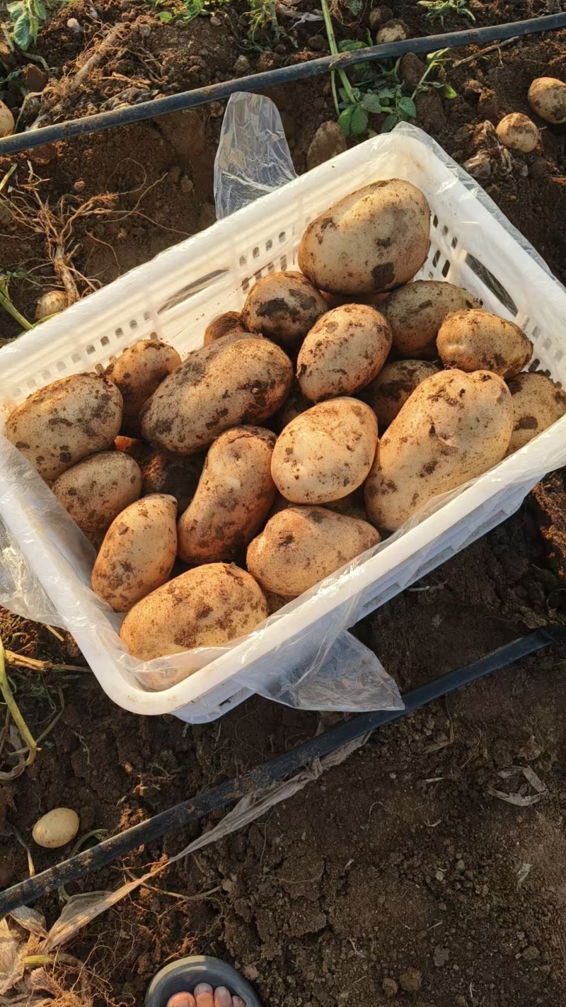 土豆【精品沃土土豆】产地直供/对接批发采购/欢迎电话来电