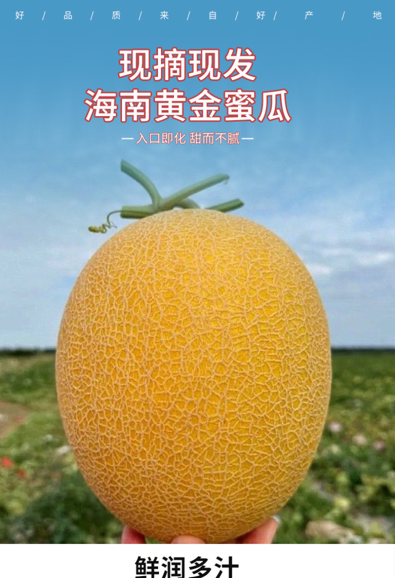 海南黄金蜜瓜一件代发产地直发一手货源对接各大电商平台