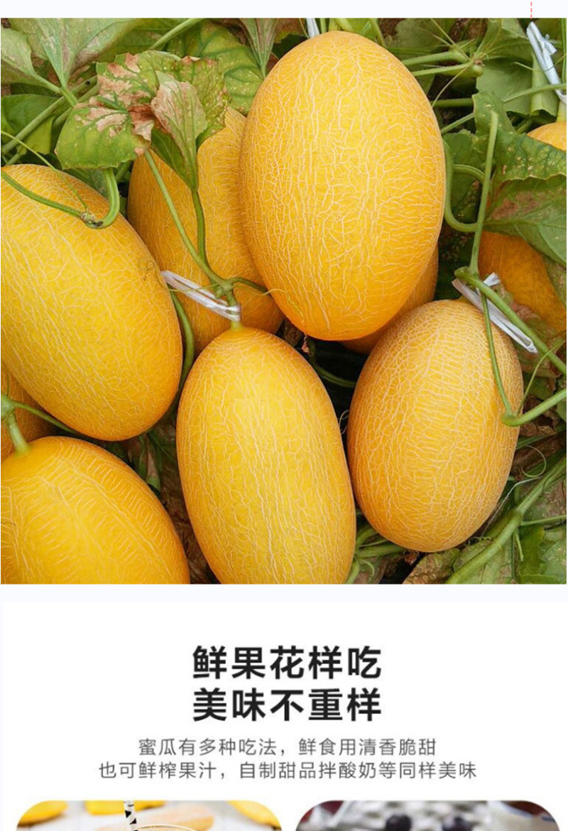 海南黄金蜜瓜一件代发产地直发一手货源对接各大电商平台