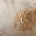 白鲜皮种苗种籽保质保量根系发达皮厚心细产量高