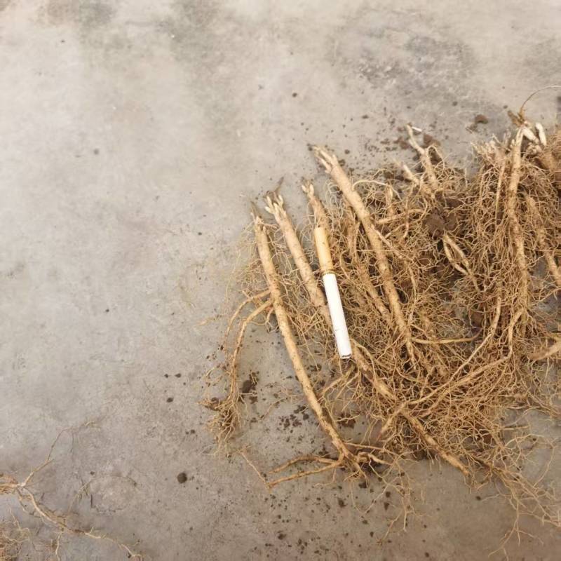 白鲜皮种苗种籽保质保量根系发达皮厚心细产量高