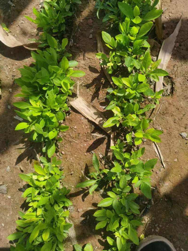 白鲜皮种苗种籽保质保量根系发达皮厚心细产量高