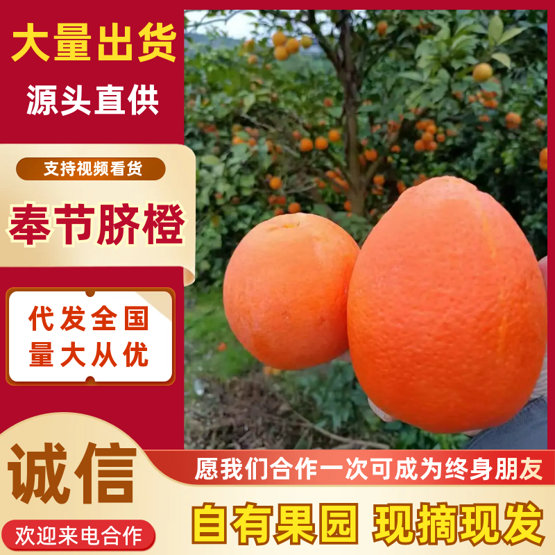 奉节脐橙/重庆橙子/产地直发/保质保量/对接全国商超市场