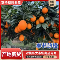 【精选】奉节脐橙产地直发个大皮薄现摘现发对接全国