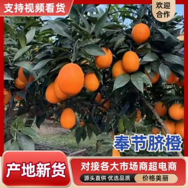 【精选】奉节脐橙产地直发个大皮薄现摘现发对接全国