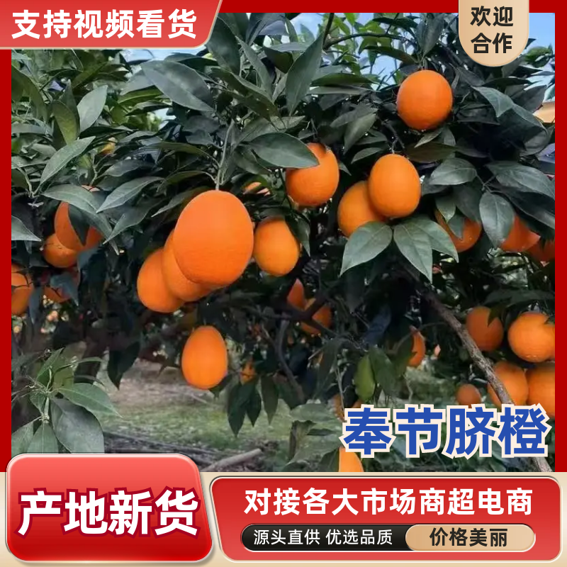 【精选】奉节脐橙产地直发个大皮薄现摘现发对接全国
