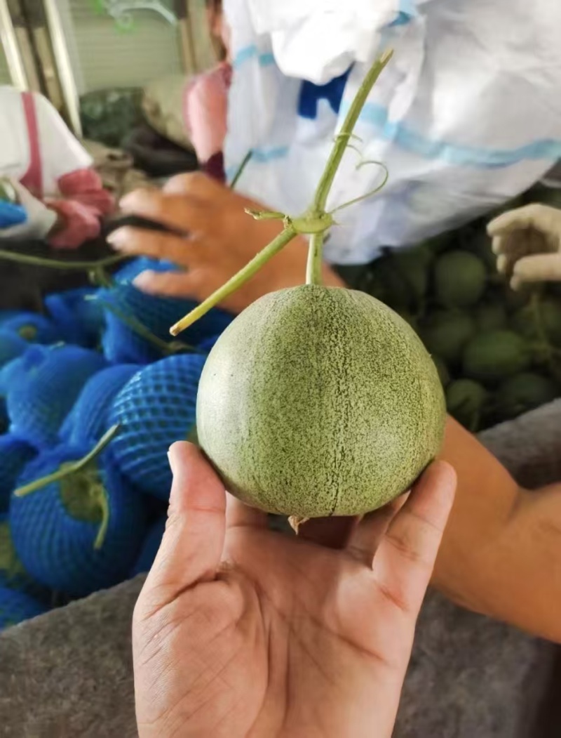 莘县精品绿宝/绿美人甜瓜/产地直发/保质保量/欢迎来电