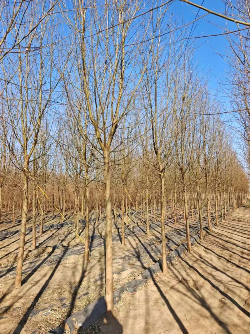 旱柳速生柳3公分8公分各种规格都有产地直供大量