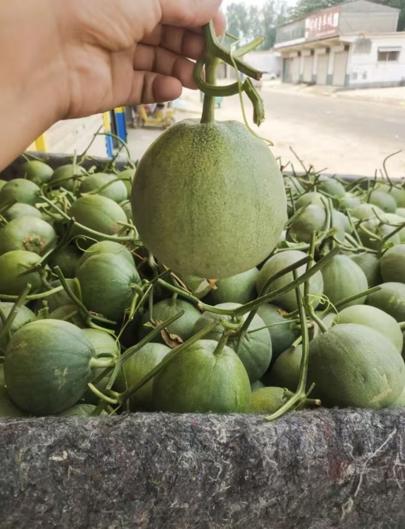 莘县精品绿宝/绿美人甜瓜/产地直发/保质保量/欢迎来电