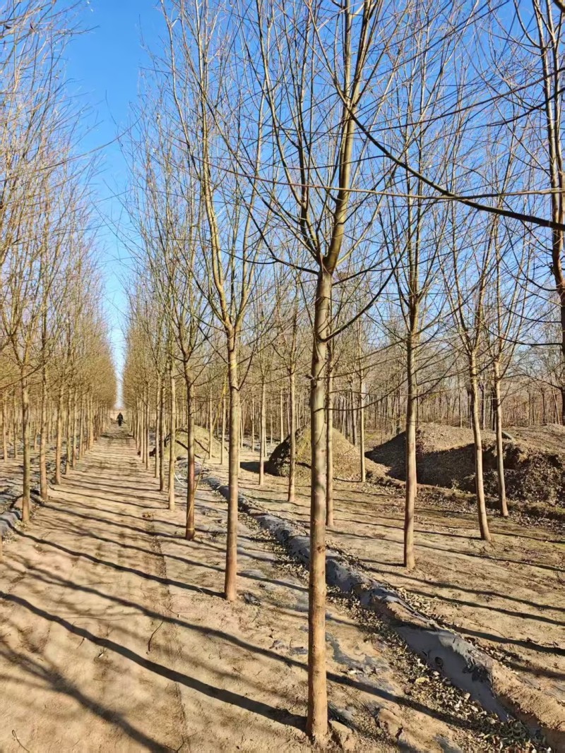 旱柳速生柳3公分8公分各种规格都有产地直供大量