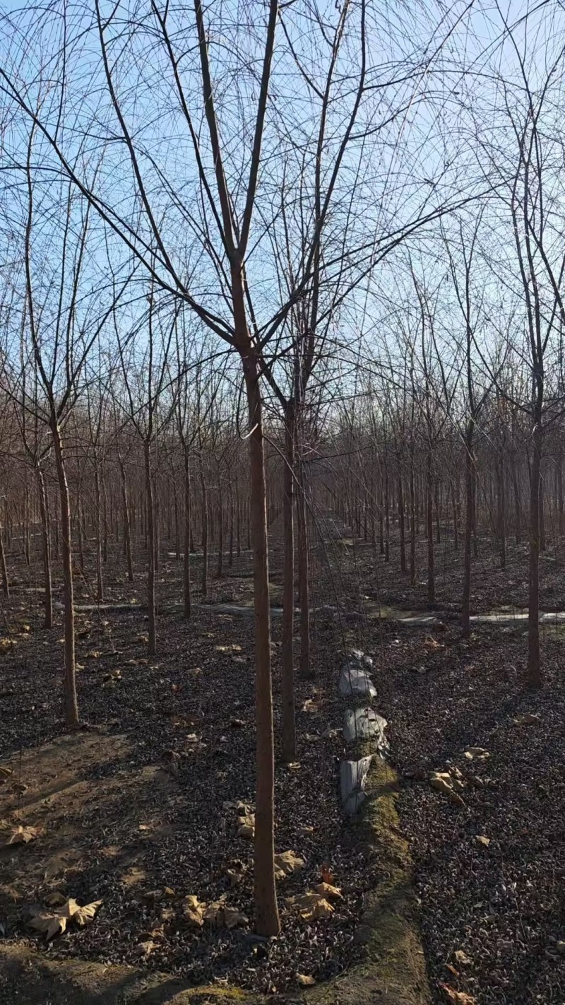 垂柳嫁接垂柳苗圃直供大量有货可对接工程绿化，开发商等