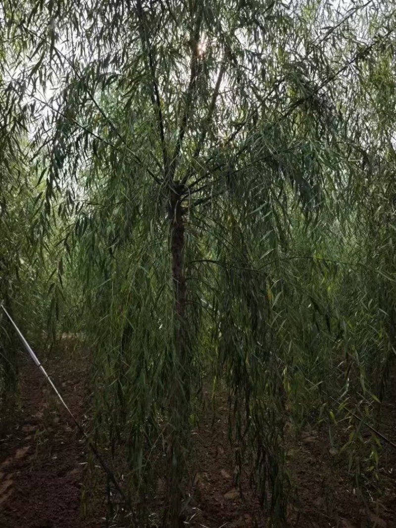 垂柳嫁接垂柳苗圃直供大量有货可对接工程绿化，开发商等