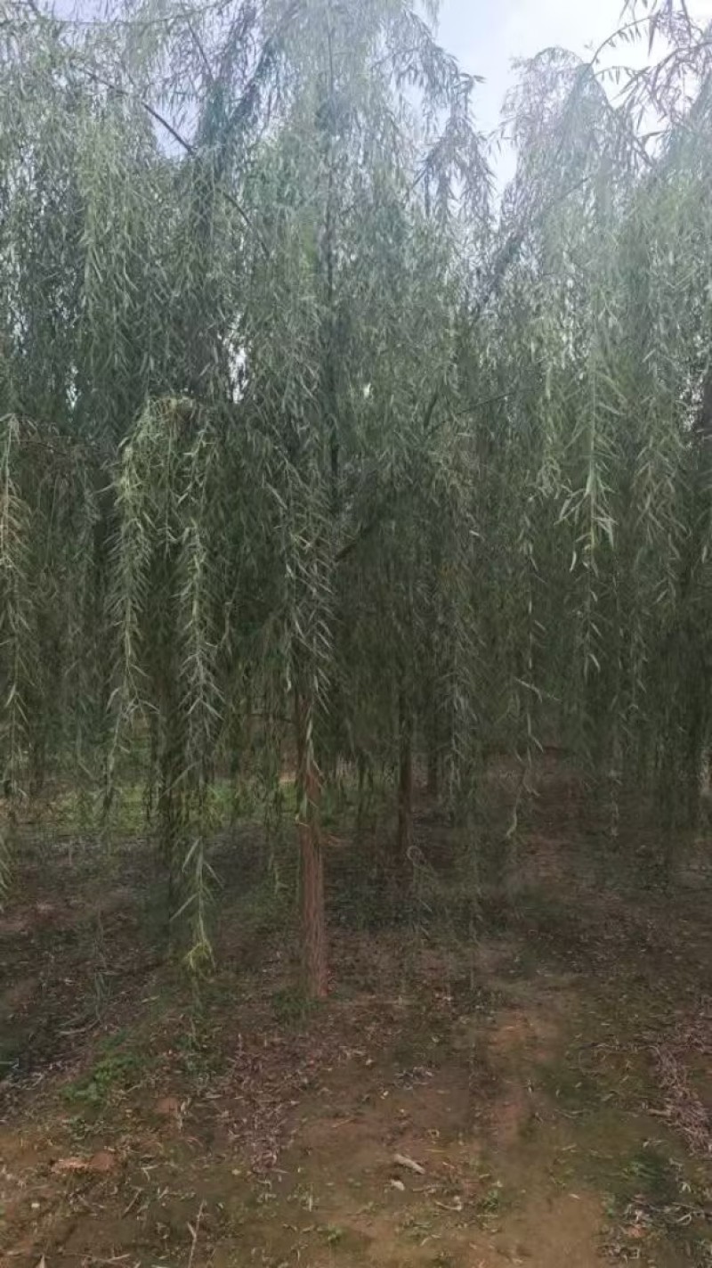 垂柳嫁接垂柳苗圃直供大量有货可对接工程绿化，开发商等