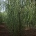 垂柳嫁接垂柳苗圃直供大量有货可对接工程绿化，开发商等