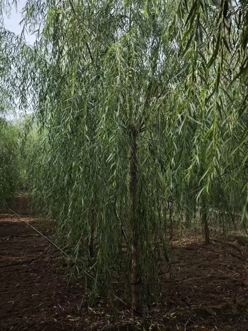 垂柳嫁接垂柳苗圃直供大量有货可对接工程绿化，开发商等