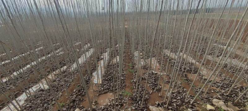107杨树苗山东莱芜苗木基地货源充足量大从优