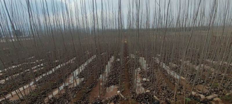 107杨树苗山东莱芜苗木基地货源充足量大从优