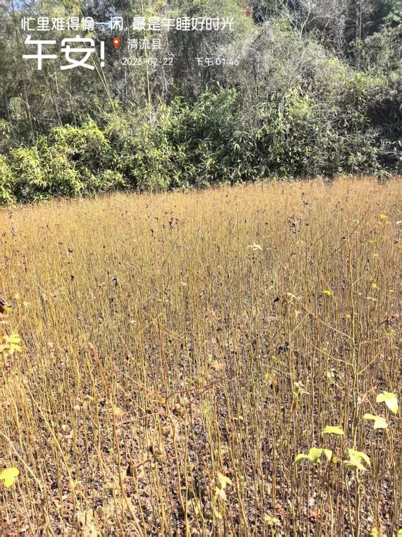 枫香容器苗枫香容器苗，产地直发，支持视频看货，货源充足