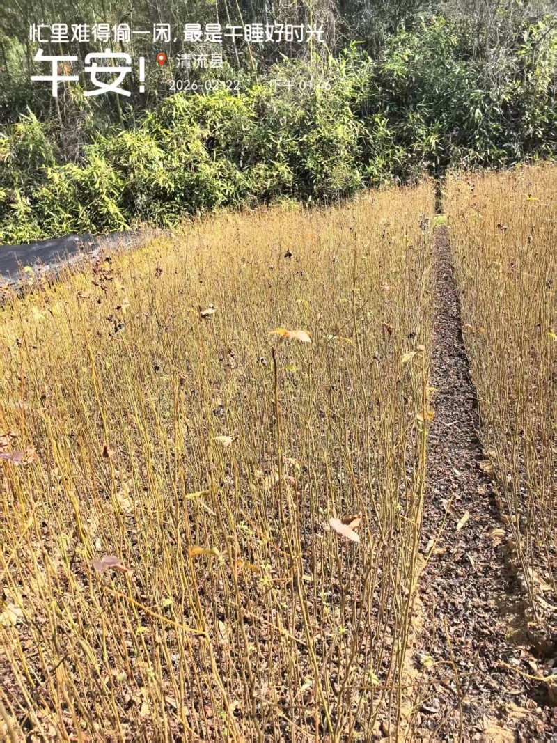 枫香容器苗枫香容器苗，产地直发，支持视频看货，货源充足